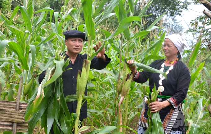 Thông qua chương trình đào tạo nghề cho lao động nông thôn, nông dân ở huyện Lâm Bình học hỏi được nhiều kiến thức, kỹ thuật sản xuất nông nghiệp. Ảnh: Đào Thanh.