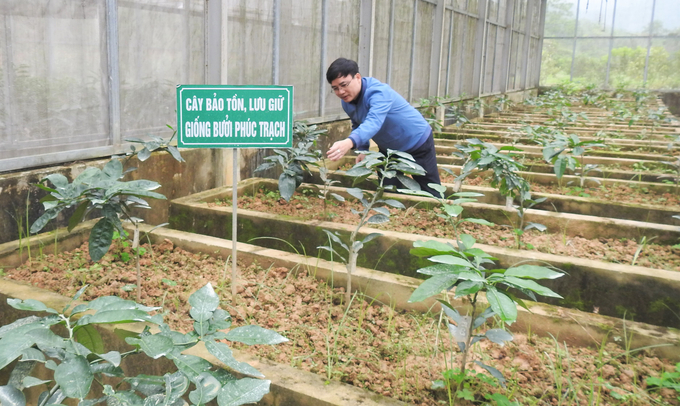 Hiện Trại giống Truông Bát đã phát triển 'kho' cây bố mẹ (S0 và S1) lên 450 cây. Ảnh: Thanh Nga.