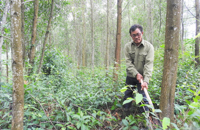 Phát triển trồng rừng gỗ lớn theo tiêu chuẩn FSC đã thay đổi tập quán 'bán keo non' của người sản xuất. Ảnh: TN.