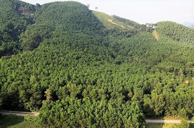 Tỉnh Hà Tĩnh phấn đấu đến 2030 có khoảng 37.000 ha rừng được cấp chứng chỉ FSC. Ảnh: TN.
