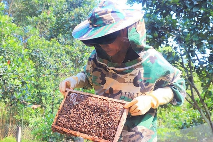 Nuôi ong lấy mật đang là nghề giải quyết vấn đề việc làm, đảm bảo an sinh cho hàng nghìn hộ dân trên địa bàn huyện Vũ Quang. Ảnh: TN.