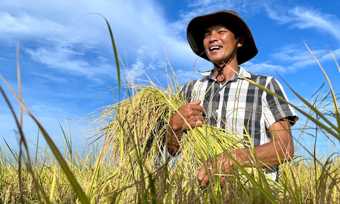 Đề án 1 triệu ha lúa chất lượng cao sẽ được triển khai tại 12 tỉnh, thành phố tại ĐBSCL. 