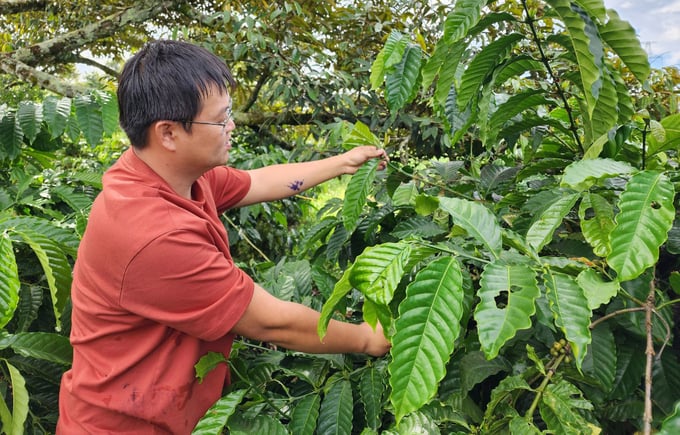Kiến vàng giúp tiêu diệt sinh vật gây hại, giúp tiết giảm chi phí đầu tư cho vườn cà phê. Ảnh: Quang Yên.