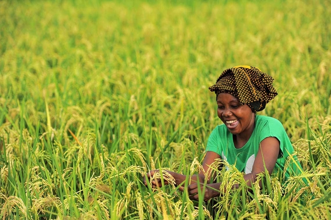 Lúa được trồng tại châu Phi.