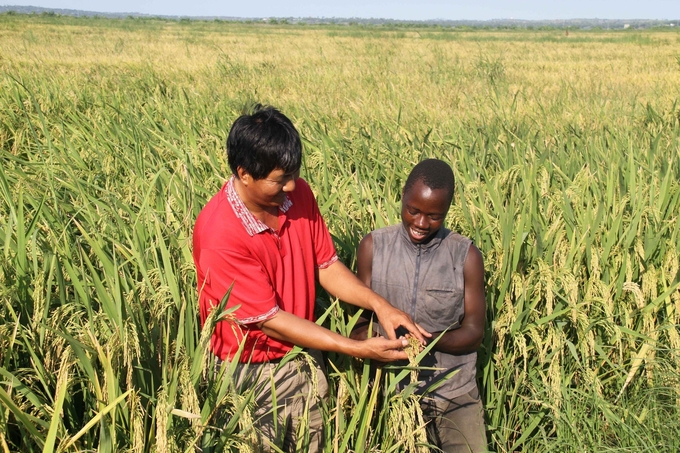 Làm thế nào để giữ chân giới trẻ ở lại với nông nghiệp là vấn đề châu Phi đang phải đối mặt.
