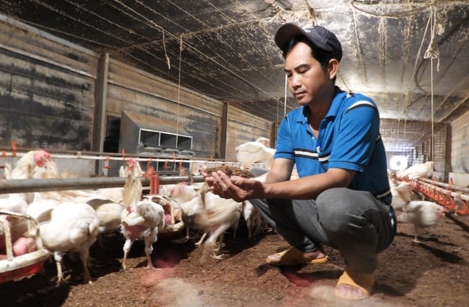 Trang trại nuôi gà lông trắng an toàn sinh học tại Tây Ninh. Ảnh: Trần Trung.