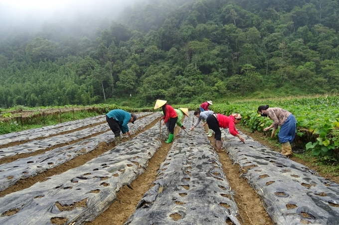 Dùng màng nông nghiệp bao luống trước gieo hạt củ cải Dong Ha giúp giữ ẩm đất và hạn chế cỏ dại. Ảnh: Hải Tiến.