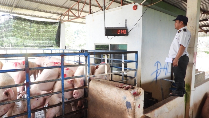 Tây Ninh tăng cường công tác kiểm soát dịch bệnh trên đàn vật nuôi. Ảnh: Trần Trung.