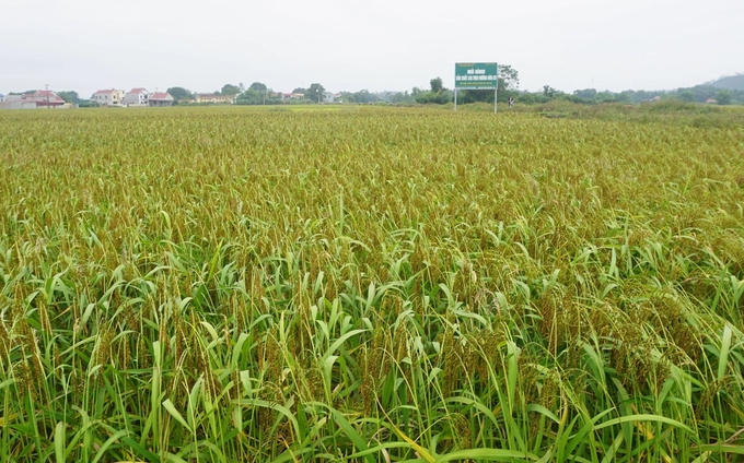 Cùng với việc đưa các giống lúa mới, cho năng suất cao, chất lượng tốt vào sản xuất, huyện Phú Bình cũng khuyến khích người dân và doanh nghiệp tham gia liên kết sản xuất lúa theo hướng VietGAP, hữu cơ, gắn với liên kết, tiêu thụ sản phẩm. Ảnh: Phạm Hiếu.