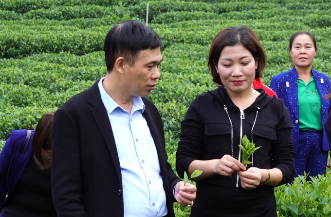 Ông Hà Trọng Tuấn, Giám đốc Trung tâm Khuyến nông Thái Nguyên (bên trái) kiểm tra vùng chè hữu cơ của HTX chè Nhật Thức. Ảnh: Quang Linh.
