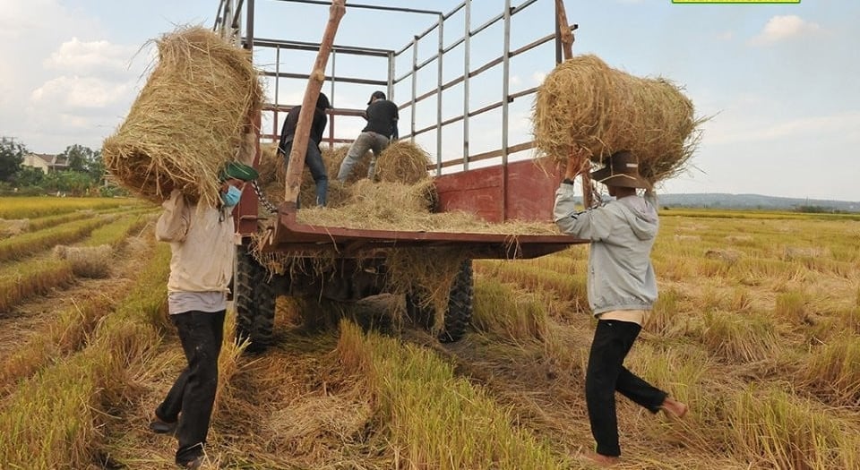 Hoạt động thu gom rơm rạ giúp mang lại thu nhập cho người trồng lúa.