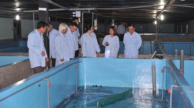 Mô hình nuôi tôm hùm trong bể trên bờ của Công ty TNHH Thủy sản Đắc Lộc. Ảnh: Kim Sơ.