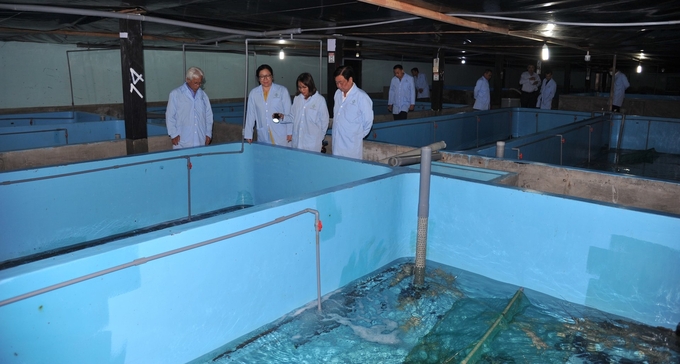 Mô hình nuôi tôm hùm trong bể của Công ty TNHH Thủy sản Đắc Lộc từng bước được nhân rộng tại nhiều địa phương trong cả nước. Ảnh: Kim Sơ.