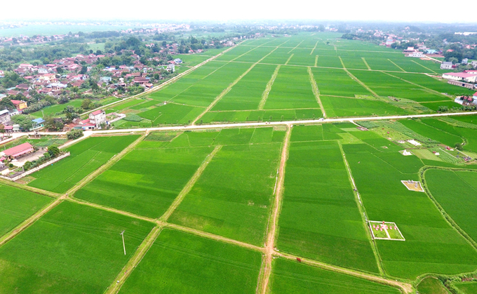 Huyện Phú Bình, tỉnh Thái Nguyên có trên 12.000ha lúa, sản xuất 2 vụ/năm. Ảnh: Phạm Hiếu.