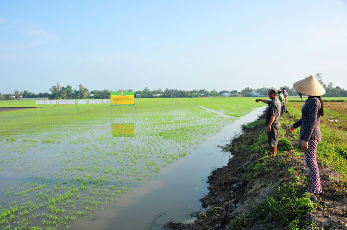 Bộ trưởng Bộ NN-PTNT cho rằng, với nhiều lợi thế về điều kiện đất đai, khí hậu, người dân cần cù, có truyền thống sản xuất lúa nước lâu đời; cùng với sự mạnh dạn trong áp dụng các tiến bộ kỹ thuật, ngành lúa gạo của ĐBSCL đã thu được nhiều thành công và góp phần khẳng định thương hiệu gạo Việt Nam trên thị trường quốc tế. Thông qua dự án VnSAT, người dân trồng lúa tại đây đã bước đầu quen thuộc với các quy trình canh tác bền vững, hướng tới giảm phát thải, đã bước đầu đo đạc được lượng khí phát thải từ hoạt động sản xuất lúa.