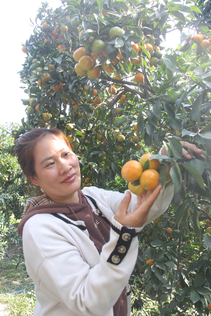 Chị Lâm Thị Bình giới thiệu về vườn cam sai trĩu quả. Ảnh: Nguyễn Hưởng.