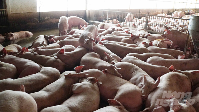 Tổng đàn lợn của Tây Ninh vào khoảng 282.000 con, chủ yếu cung cấp lợn thịt cho địa bàn nội tỉnh. Ảnh: Lê Bình.