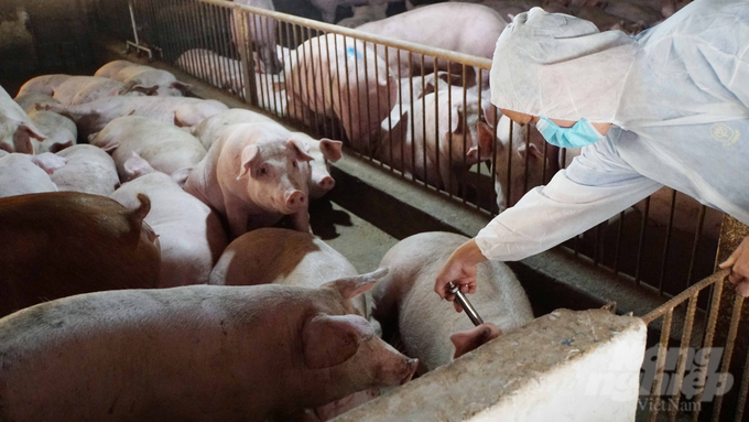 Vacxin tả lợn Châu Phi được Bộ NN-PTNT cấp phép lưu hành là biện pháp hữu hiệu giúp đàn vật nuôi an toàn trước nguy cơ dịch bệnh. Ảnh: Lê Bình.