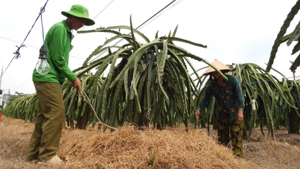 Sản xuất theo tiêu chuẩn GlobalGAP là nền tảng quan trọng để tiến tới sản xuất hữu cơ. Ảnh: Trần Trung.