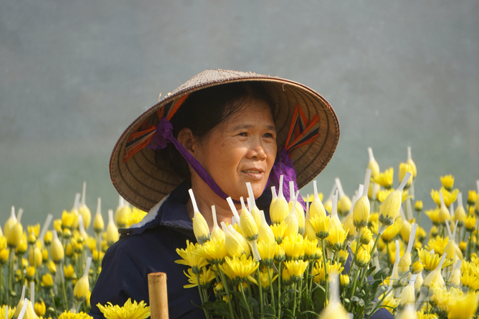 Mô hình trồng hoa cúc ứng dụng công nghệ cao tại huyện Nga Sơn, Thanh Hóa. Ảnh: Quốc Toản. 