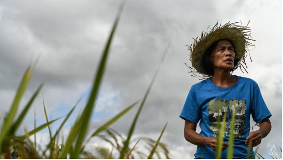 A farmer plants rice seeds in Demak, Indonesia. About 30 per cent of total fresh groundwater is being used for rice cultivation. Photo: Antara Foto/Aji Styawan via REUTERS