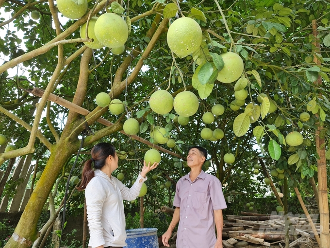 Bưởi Soi Hà (xã Xuân Vân, huyện Yên Sơn) là một trong 4 sản phẩm được công nhận chỉ dẫn địa lý của tỉnh Tuyên Quang. Ảnh: Đào Thanh.
