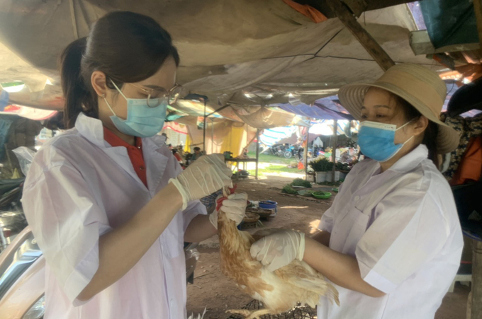 Đẩy mạnh công tác tiêm phòng là mấu chốt trong ứng phó dịch cúm gia cầm. Ảnh: Việt Khánh.