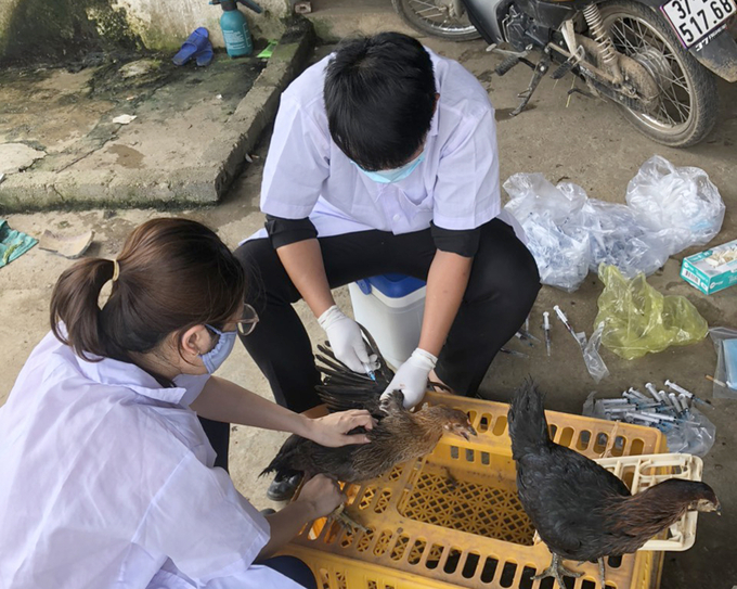 Lực lượng chăn nuôi, thú y Nghệ An đóng vai trò quan trọng trong việc kiểm soát, ứng phó cúm gia cầm. Ảnh: Việt Khánh. 