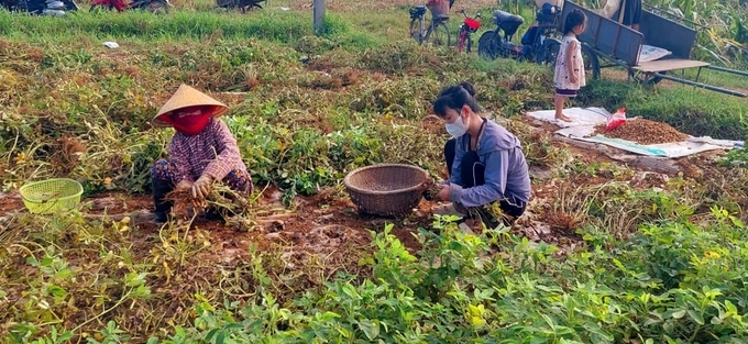Nông dân huyện Diễn Châu phấn khởi thu hoạch vụ lạc đông được mùa, được giá. Ảnh: Mai Giang.