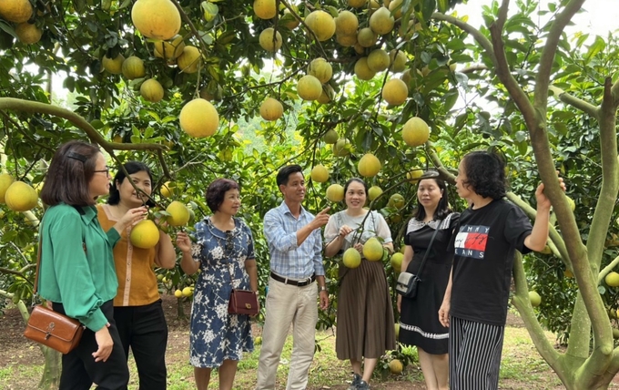 Giai đoạn 1 của Đề án tập trung thí điểm xây dựng vùng nguyên liệu đạt chuẩn cho 14.000 ha cho vùng cây ăn quả miền núi phía Bắc.