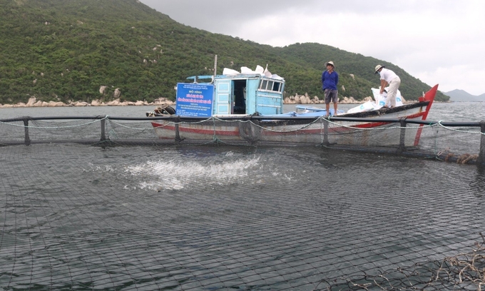 Thời gian qua, cơ quan chuyên môn đã triển khai nhiều mô hình nuôi biển bằng lồng HDPE cho ngư dân Vạn Ninh. Ảnh: Kim Sơ.