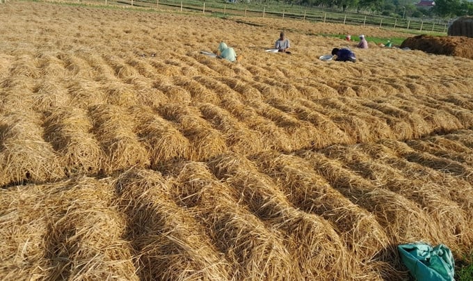 Mỗi tháng gia đình ông Võ Xuân thu về hơn 50 triệu đồng từ việc trồng nấm rơm. Ảnh: PC.