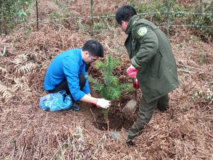 Tại Lễ phát động, Đoàn Thanh niên Bộ NN-PTNT đã trồng 2/000 cây trồng tập trung trên diện tích 2ha rừng phòng hộ Vườn quốc gia Hoàng Liên. Ảnh: Thảo Phương.