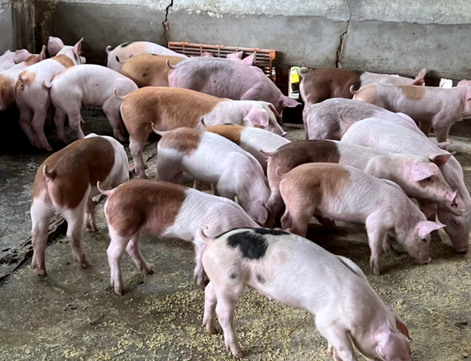 UBND tỉnh Bình Phước yêu cầu huyện, thị xã, thành phố đẩy mạnh tiêm vacxin phòng dịch tả lợn châu Phi trên đàn lợn. Ảnh: Sơn Trang.