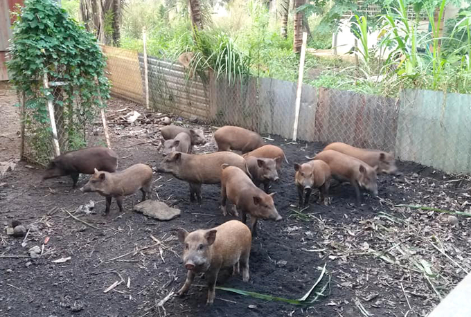 Nuôi lợn rừng tại một nông hộ ở Bình Phước. Ảnh: Sơn Trang.