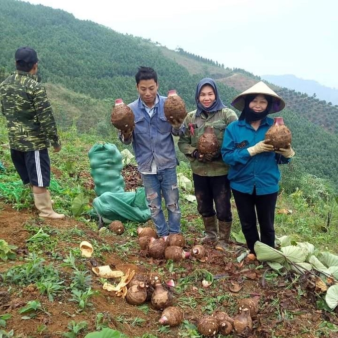 Nông dân xã Cốc Mỳ phấn khởi vì năm nay khoai môn rất được mùa, được giá. Ảnh: Lưu Hòa.