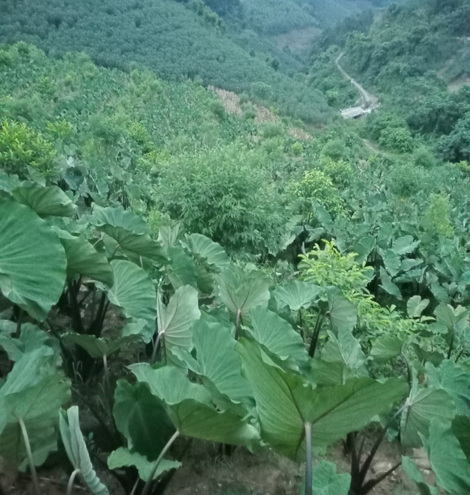 Cây khoai môn ngày càng được nông dân xã Cốc Mỳ mở rộng diện tích nhờ thu nhập cao. Ảnh: Lưu Hòa.