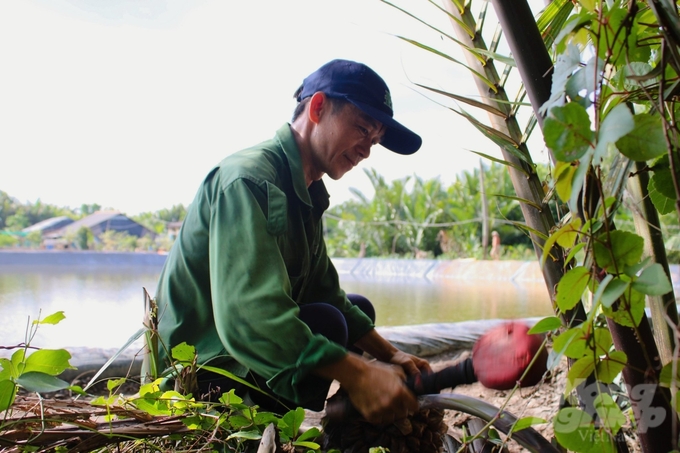 Nông dân chăm sóc cuống dừa nước. Ảnh: Nguyễn Thủy.