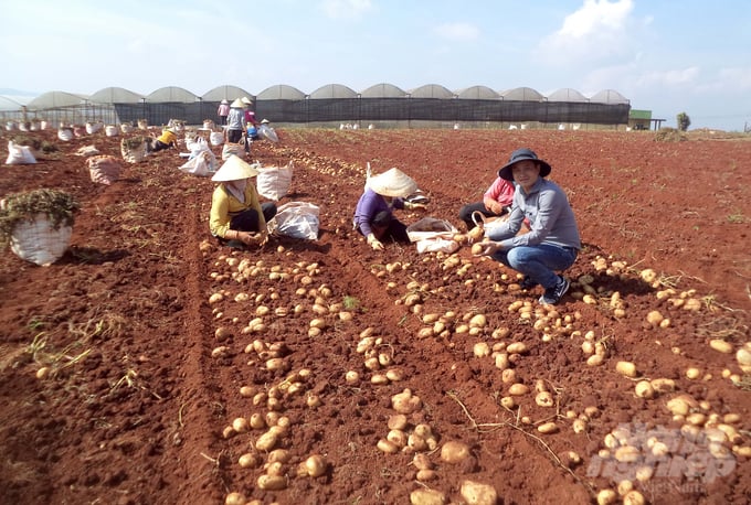 Mô hình sản xuất khoai tây nguyên liệu gắn với hệ thống tiêu thụ sản phẩm tại Gia Lai và Lâm Đồng cho năng suất và hiệu quả kinh tế cao. Ảnh: Minh Hậu.