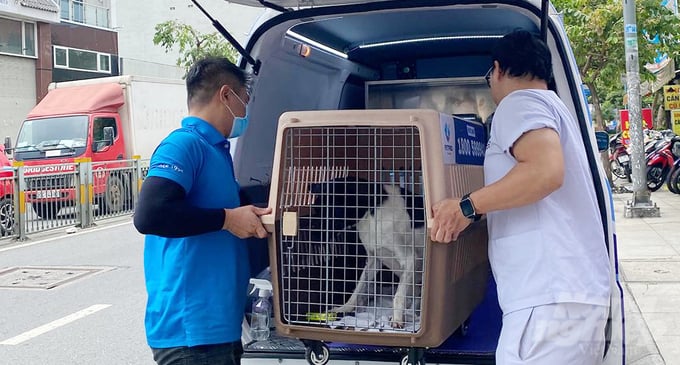 Mô hình xe cấp cứu và phòng khám di động cho thú cưng tại TP.HCM. Ảnh: LB.
