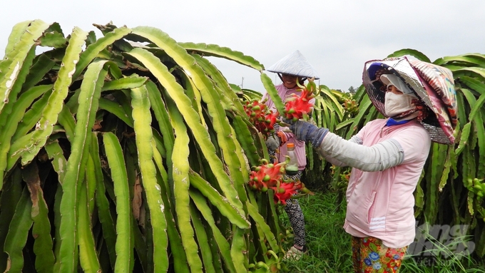 Theo khảo sát, gần 90% nông dân huyện Châu Thành đồng ý tham gia sản xuất thanh long theo các tiêu chuẩn GAP và hướng hữu cơ. Ảnh: Trần Trung.
