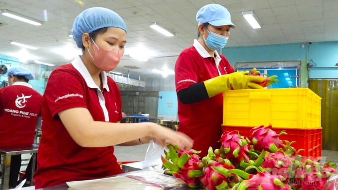 Công ty TNHH Hoàng Phát Fruit luôn cố gắng hỗ trợ bà con sản xuất thanh long sạch, đúng quy trình. Ảnh: Trần Phi.