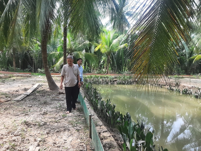 Mô hình nuôi tôm càng xanh trong vườn dừa hữu cơ của ông Đoàn mang lại hiệu quả cao và được nhân rộng trong tỉnh Bến Tre. Ảnh: Minh Đảm.