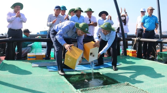 Tỉnh Khánh Hòa đang thúc đẩy phát triển nuôi biển với công nghệ hiện đại, sử dụng lồng nuôi HDPE để thích ứng với thiên tai. Ảnh: Kim Sơ.