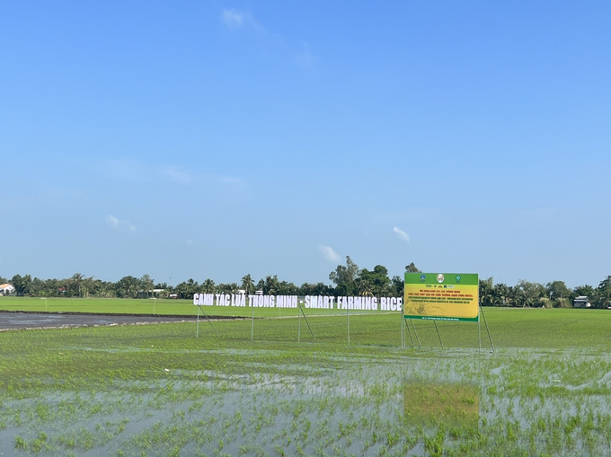 Mô hình Canh tác lúa thông minh thích ứng với biến đổi khí hậu do Phân bón Bình Điền phối hợp thực hiện tại 13 tỉnh thành đồng bằng sông Cửu Long.