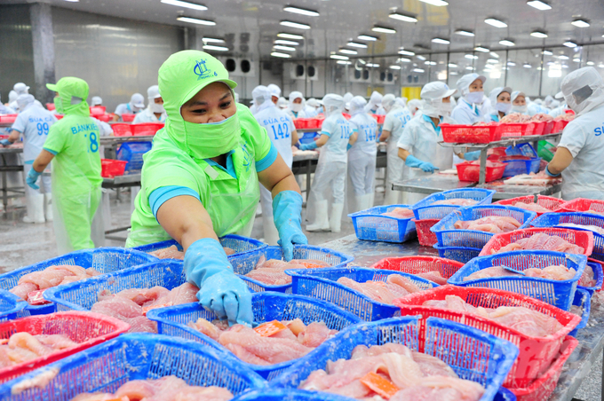 Tính đến 15/11, kim ngạch xuất khẩu cá tra đạt 1,6 tỷ USD, giảm gần 28% so với cùng kỳ năm 2022. Ảnh: Lê Hoàng Vũ.