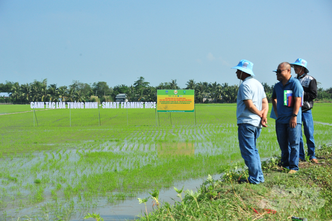 Vụ hè thu năm 2023, mô hình tại xã Phú Lộc, huyện Thạnh Trị (Sóc Trăng) giảm 30% lượng phân bón, lượng đạm chỉ sử dụng 58kg/ha nhưng lúa vẫn đạt được năng suất trên 7,5 tấn/ha tăng 700kg/ha so với đối chứng. Ảnh: Lê Hoàng Vũ.