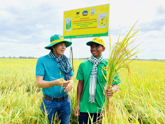 Quy trình canh tác lúa thông minh đã lan rộng sang Campuchia đã giúp nông dân tăng năng suất rất nhiều so với canh tác truyền thống. Ảnh: Lê Hoàng Vũ.