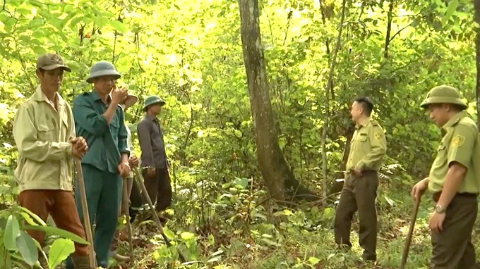 Cán bộ kiểm lâm huyện Phong Thổ (Lai Châu) cùng bà con nhân dân phát dọn thực bì. Ảnh: T.L.