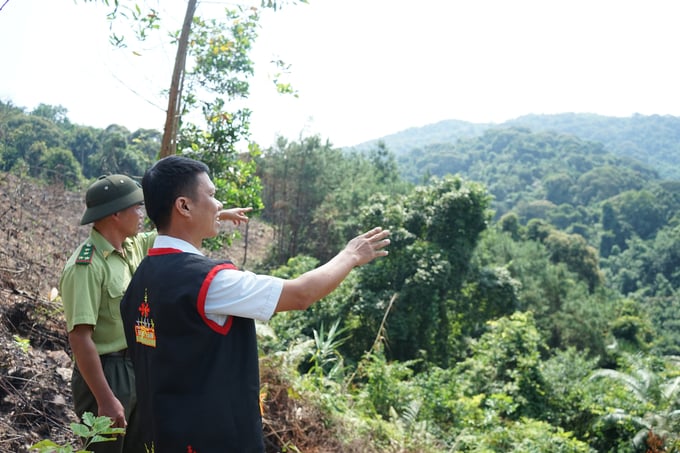 Quảng Ninh có diện tích đất rừng lớn, thuận lợi để phát triển kinh tế lâm nghiệp. Ảnh: Nguyễn Thành.